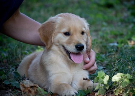 选金毛要选活泼的还是温顺的,选金毛怎么选