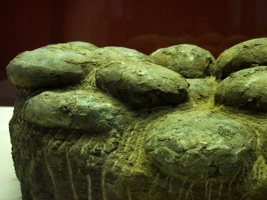 谁能进化成龙,谁能够破茧男声版