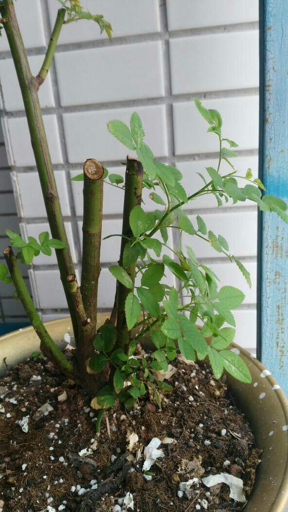 是爬藤月季好养还是矮桩月季好养,最合适种在楼顶的月季