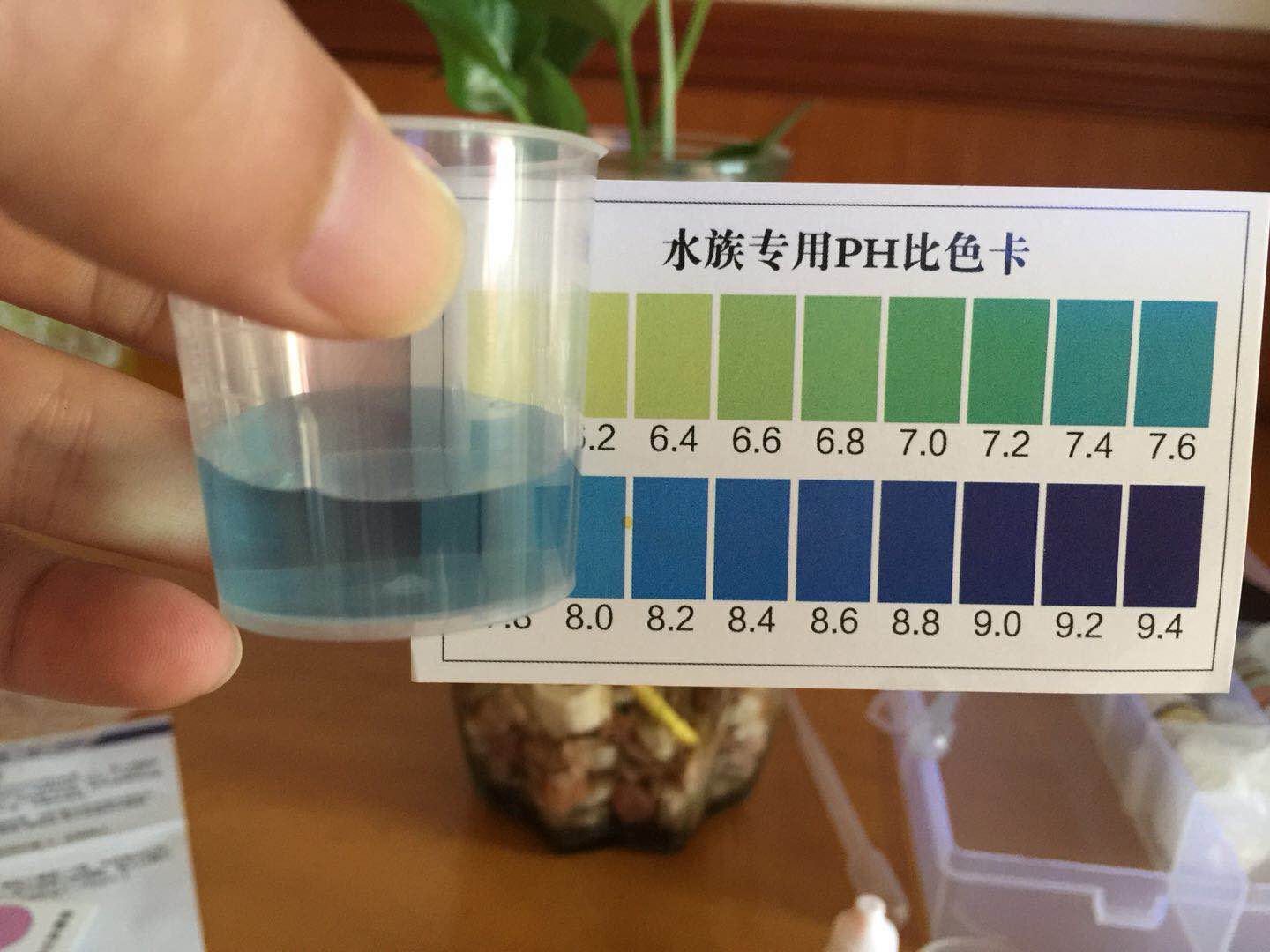 绿萝怎么给斗鱼造景,斗鱼与绿萝能一起养吗