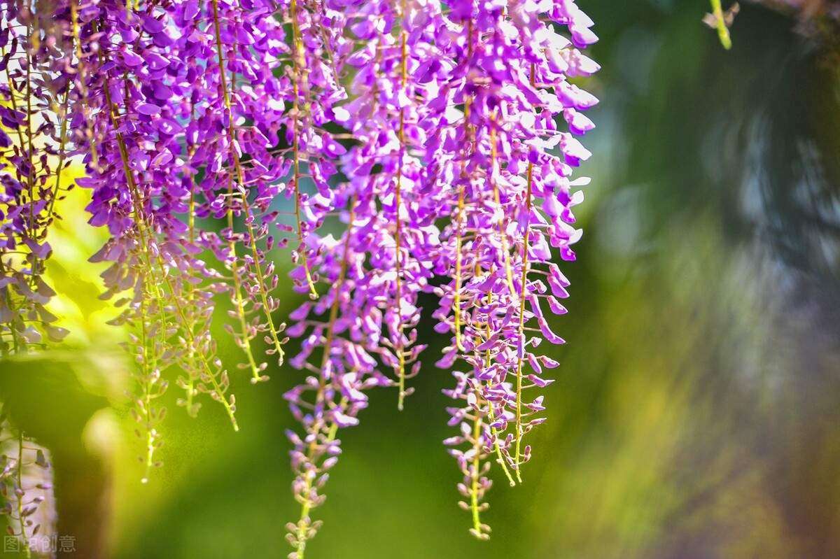 适应在室内养的十种花,天气变凉了花要搬到屋里来吗