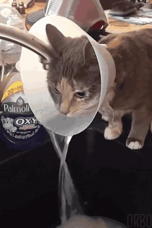 猫狗常用药品大全,猫狗必备药