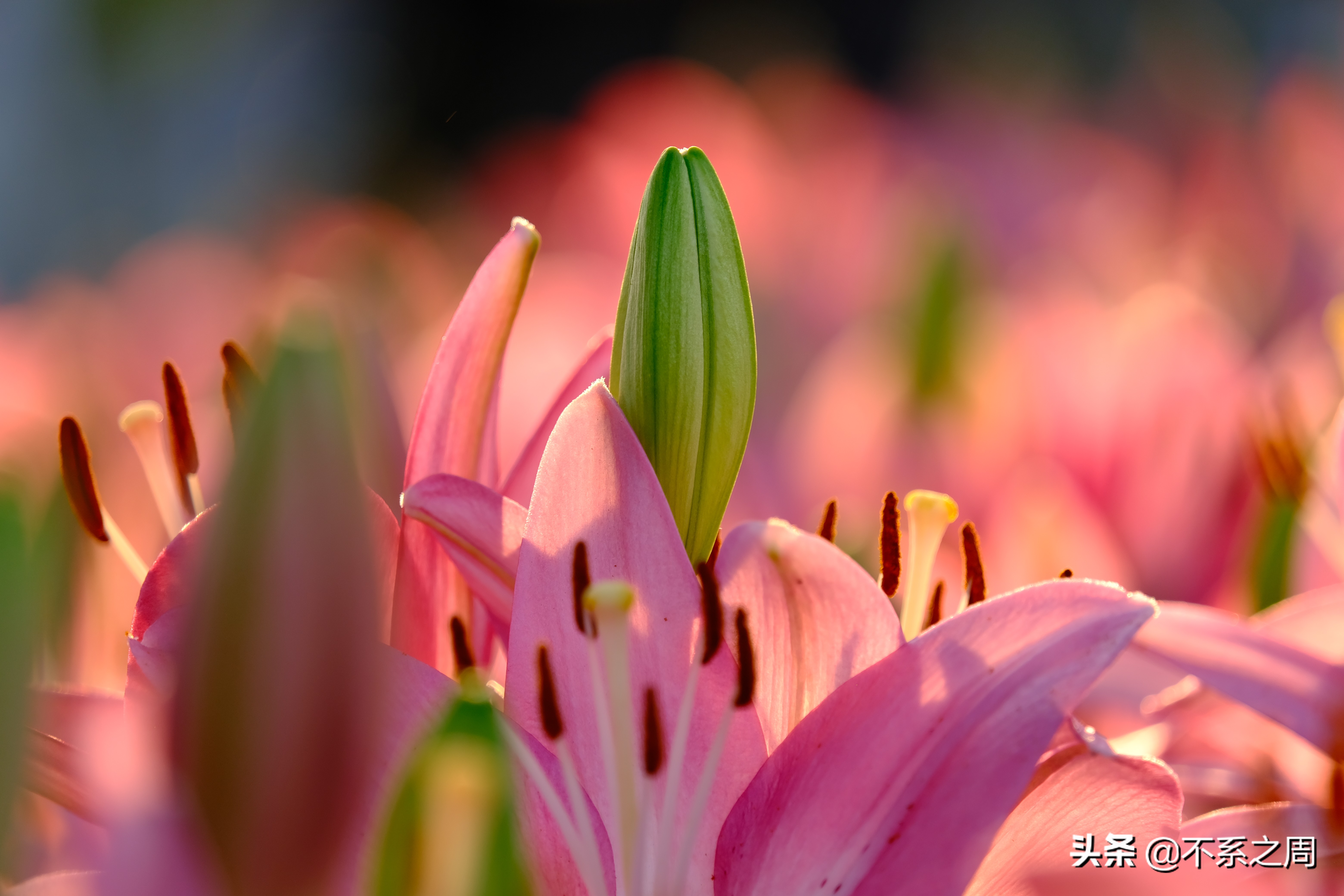 无锡梅园百合花节,无锡梅园中秋游园会