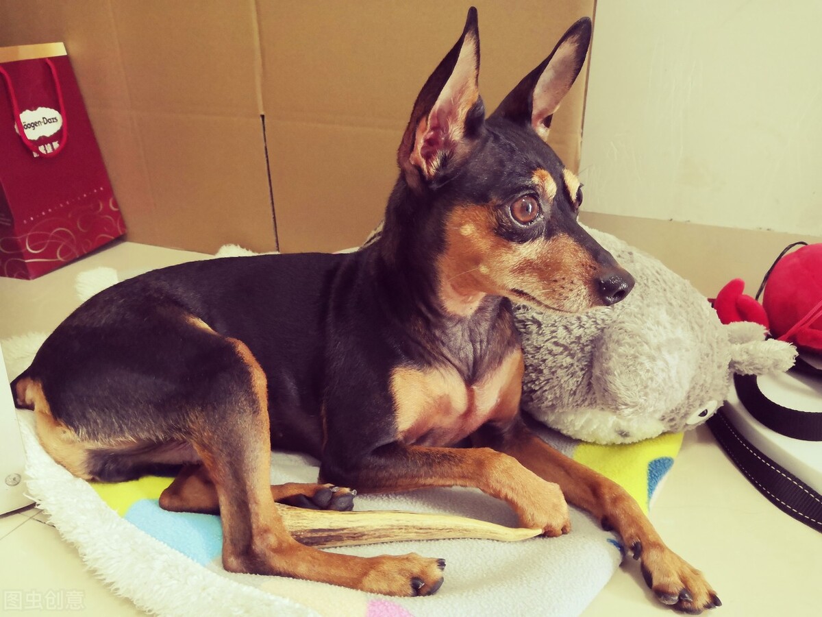 小鹿犬的训练方法,如何训练6个月的小鹿犬