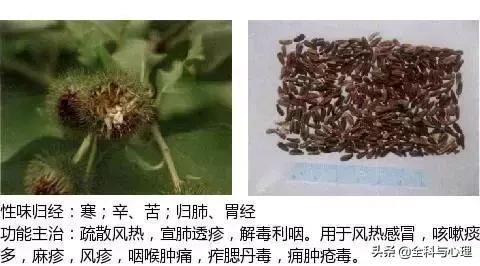 史上最全中草药图谱（附主治功效）（一）