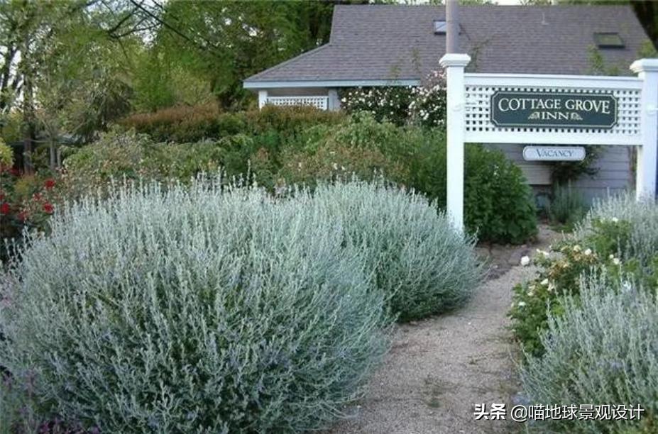 常见的灌木植物100种图片大全,灌木植物种类及图片