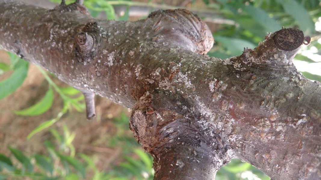 天堂鸟的蚧壳虫对人有危害吗,蚧壳虫怎么危害树木的