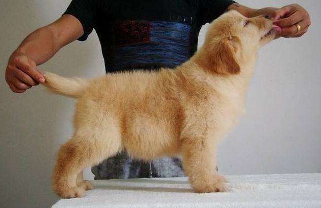 怎么做可爱的小金毛,怎么选一只好的金毛幼犬