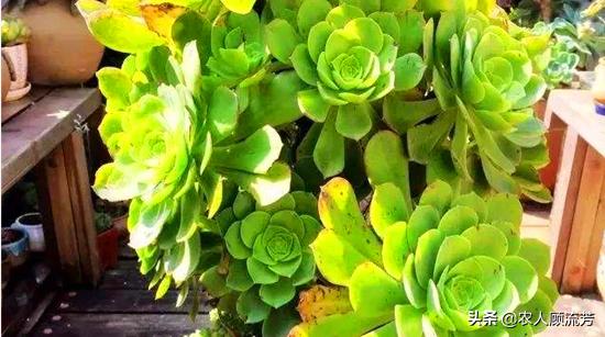 多肉植物的修剪养护方法,多肉植物仙人掌是否需要修剪