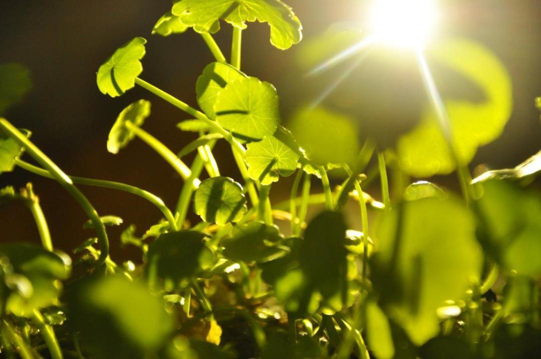 松下lx5和尼康d70拍照画质哪个好,尼康d70跟尼康d3100哪个出的更早