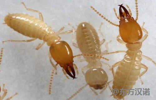 防治白蚁药,白蚁的防治