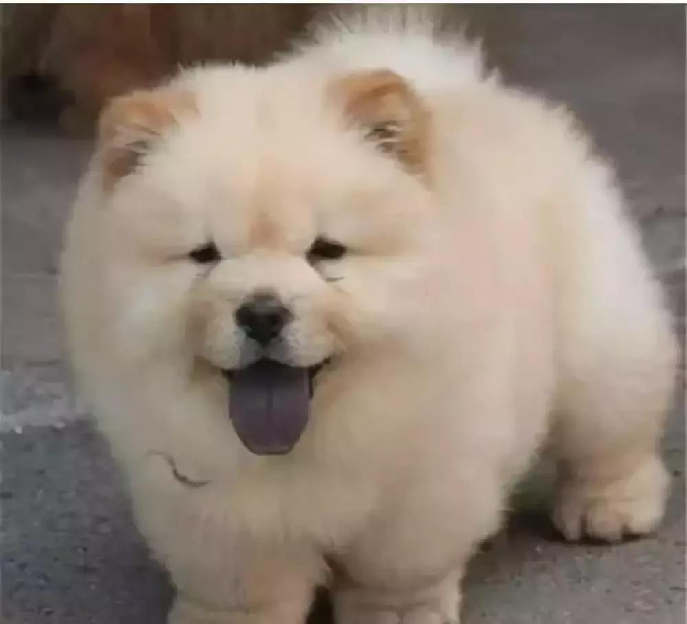 中国本土最古老的犬种之一,最古老的犬种是什么