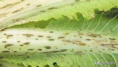 白菜上的黑点对身体有什么影响,大白菜上的黑点是什么能吃吗