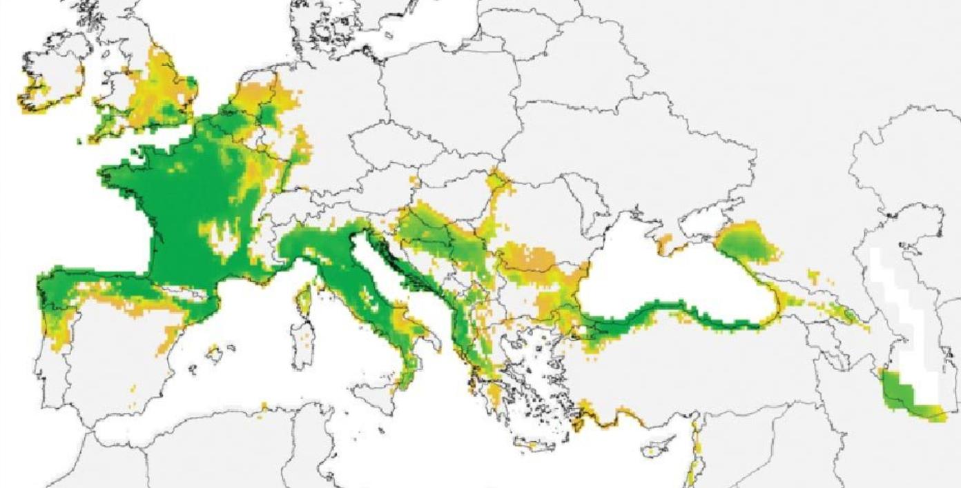 大黄蜂入侵,大黄蜂入侵法国