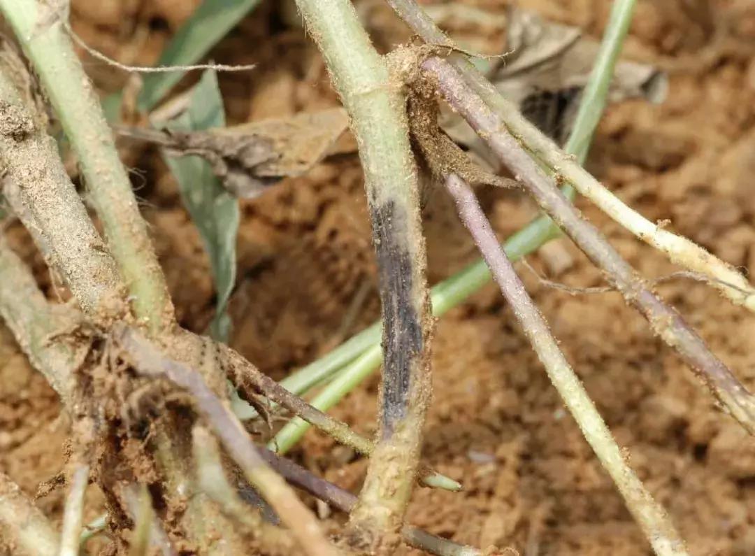 花生病害图谱及防治方法,花生幼苗期各种病害大全大图
