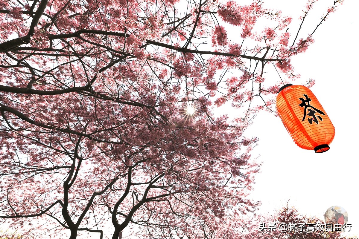 千亩茶山，十里樱花，永福樱花正值颜值巅峰，看完这篇绝不踩坑
