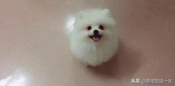 一个月的小博美长什么样,小博美多大养比较好