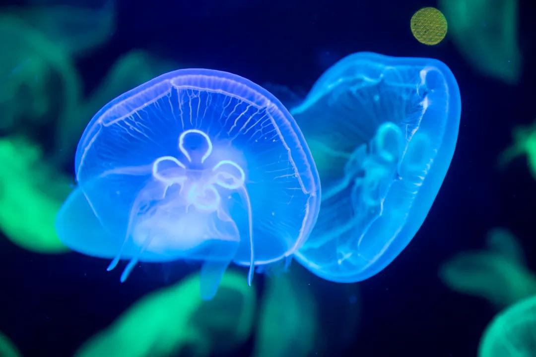 深圳适合带孩子玩的地方推荐免费,深圳免费适合小孩玩的地方室内