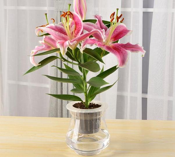 盆栽香水百合怎么养才能更旺盛,香水百合养花的技巧
