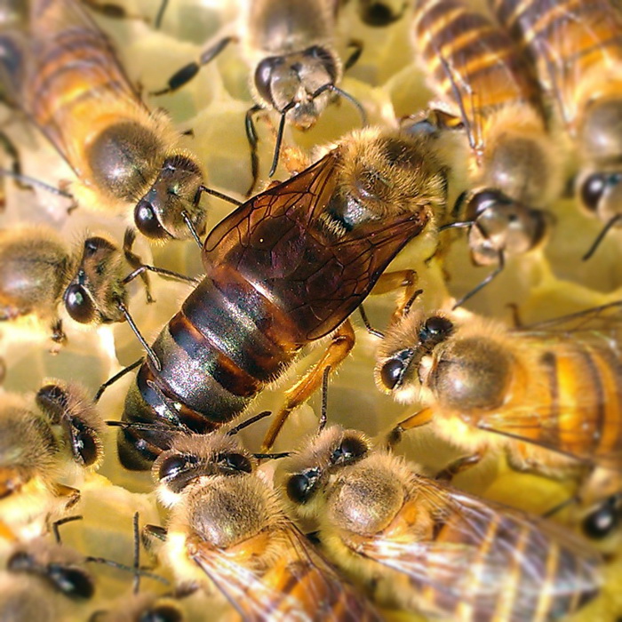 怎样让蜜蜂快速分群分蜂,蜜蜂如何帮它分家