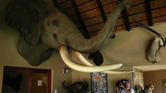 第六次生物大灭绝都会灭绝什么,第六次物种灭绝