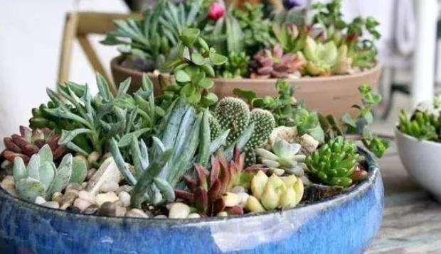 多肉叶子徒长处理办法视频,多肉叶子发绿怎么处理