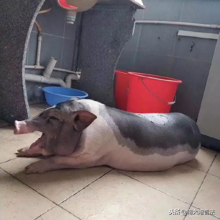 大学宿舍养狗什么处分最严重,大学生在宿舍养猪被通报批评