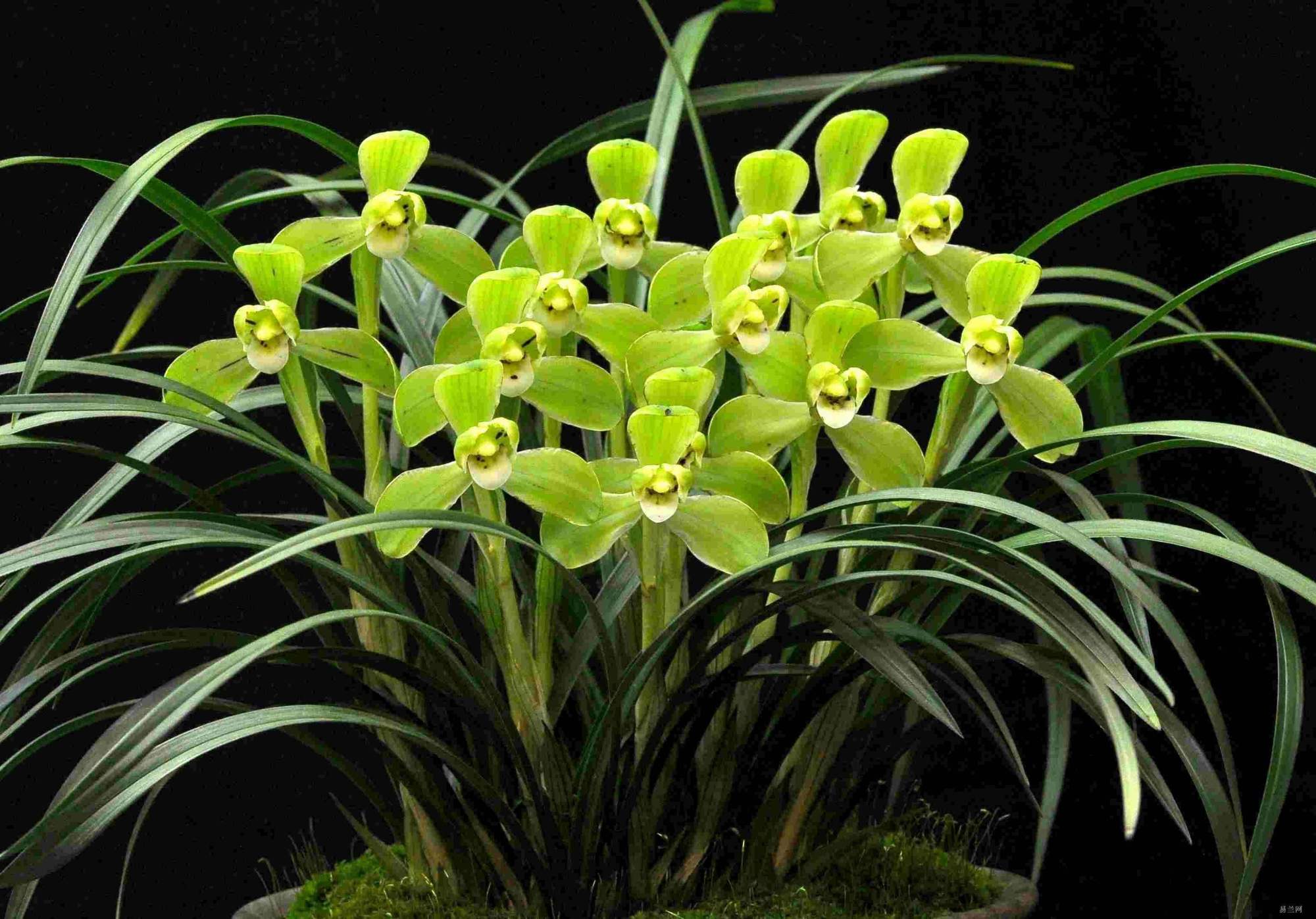 最好养的兰花四季兰,最好养的兰花四季兰品种