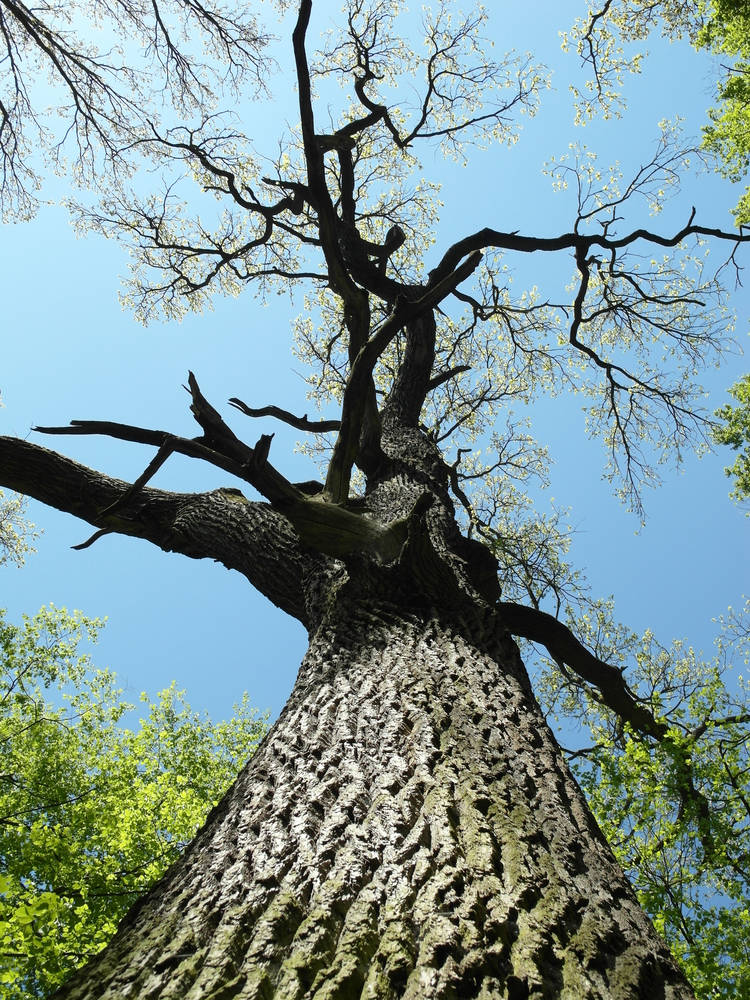 致橡树舒婷全文免费阅读,致橡树舒婷是什么诗派的代表人物