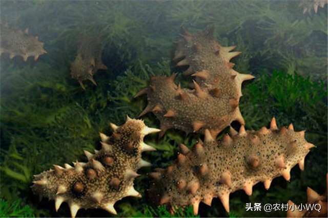 海参怎么养才会长得快,海参怎么养才能快速发