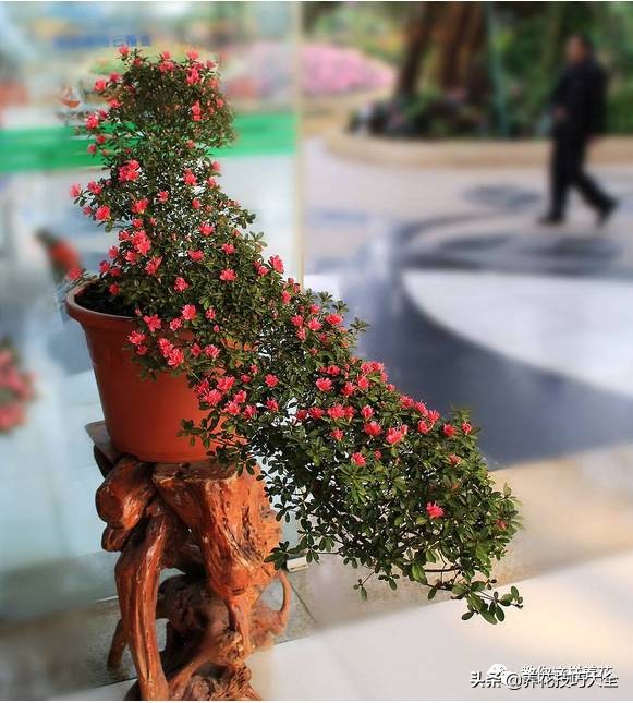 快死的杜鹃花还能救活吗,杜鹃花刚栽活就掉叶子怎么办