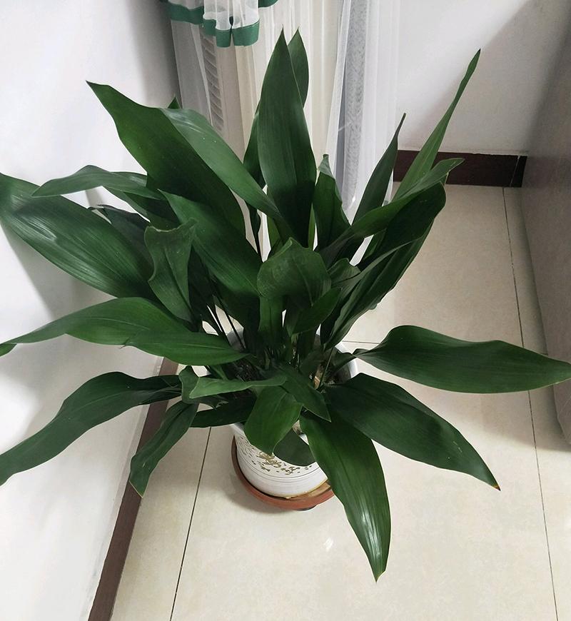 一叶兰根茎不透气会黄叶吗,一叶兰怎样才能枝繁叶茂