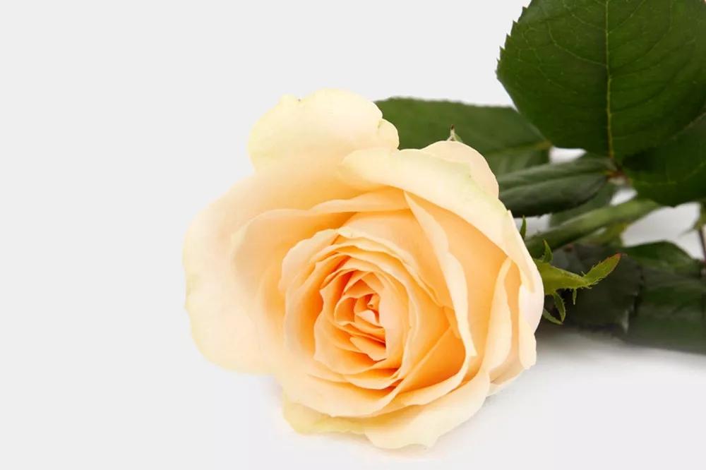 花店必备的5款玫瑰,鲜花图鉴一次性认识30种玫瑰花