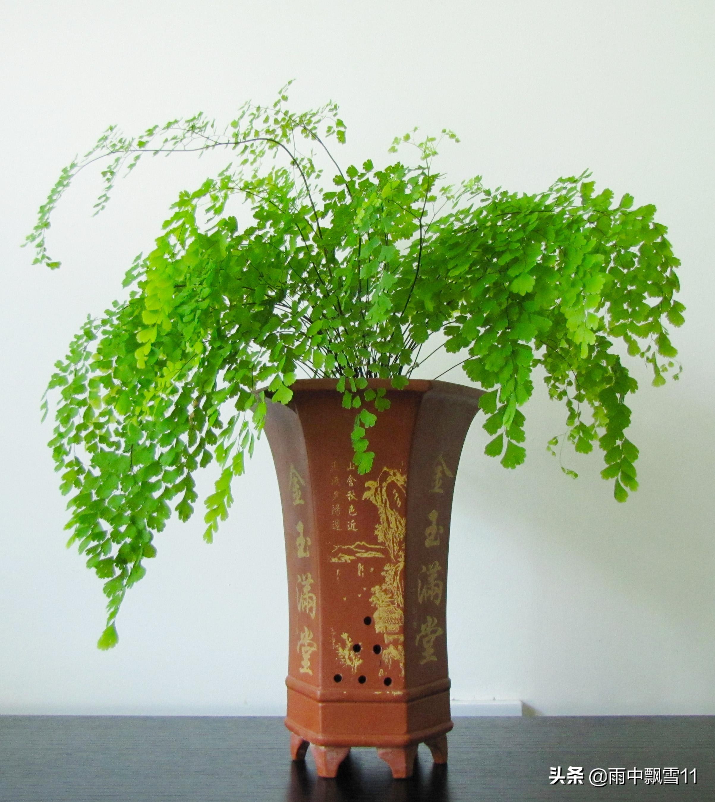 铁线蕨的养殖方法和注意事项盆栽,铁线蕨的养殖方法和注意事项大全