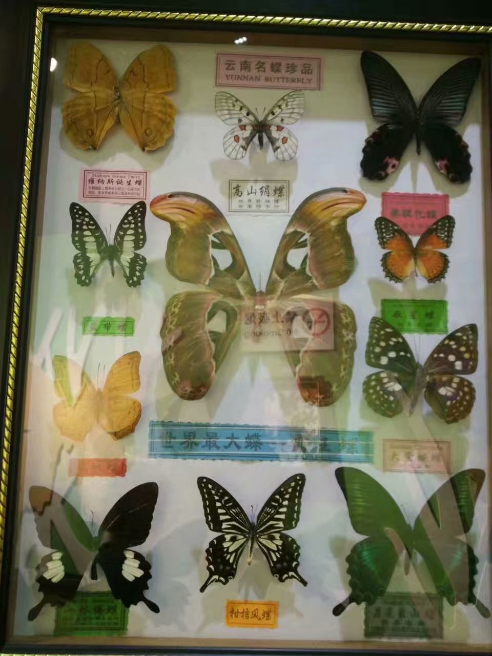 云南贵州之旅,云南蝴蝶泉之游