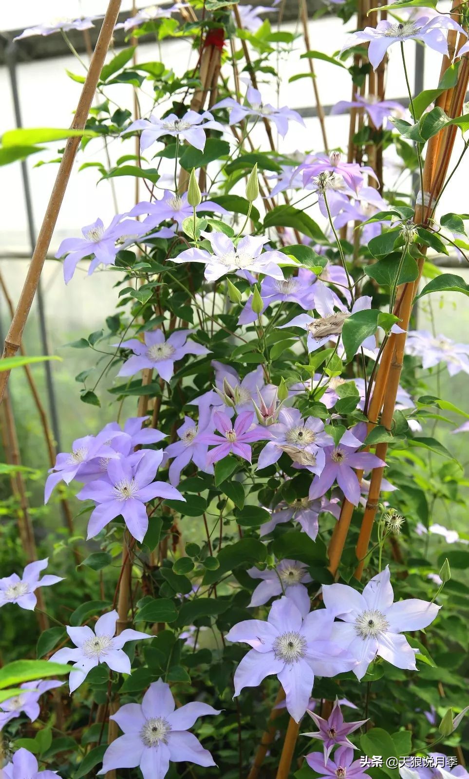 铁线莲折扣,铁线莲哪款值得入手