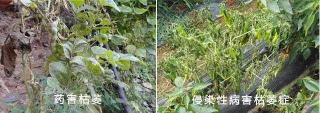 玉米二甲戊灵药害什么症状,棉花药害症状及防治方法