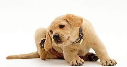 养狗家庭常备药品，你备齐了吗？