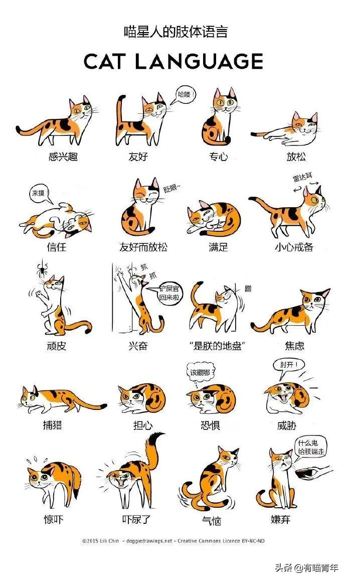 对着猫吹气会怎么样,对着猫吹烟有害吗