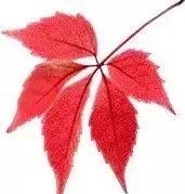 阳台窗帘加窗幔效果,千鸟格窗帘加窗幔