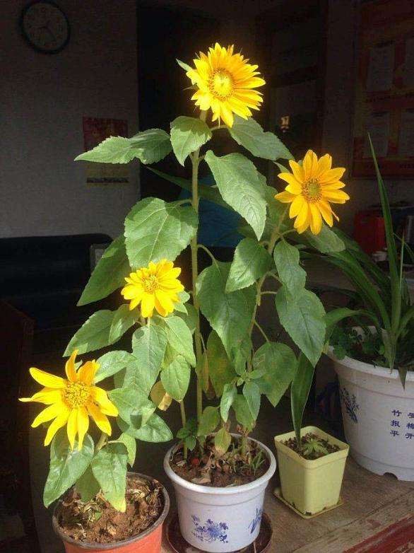 让向日葵快速盛开,盆栽向日葵长得又细又长怎么办