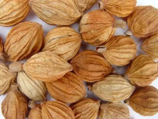 香料植物与成品解析,香料植物有哪几种