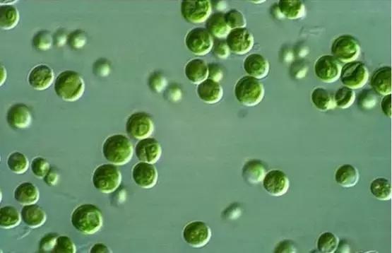 鱼类水产养殖需要哪些藻类,水产养殖显微镜下各种藻类