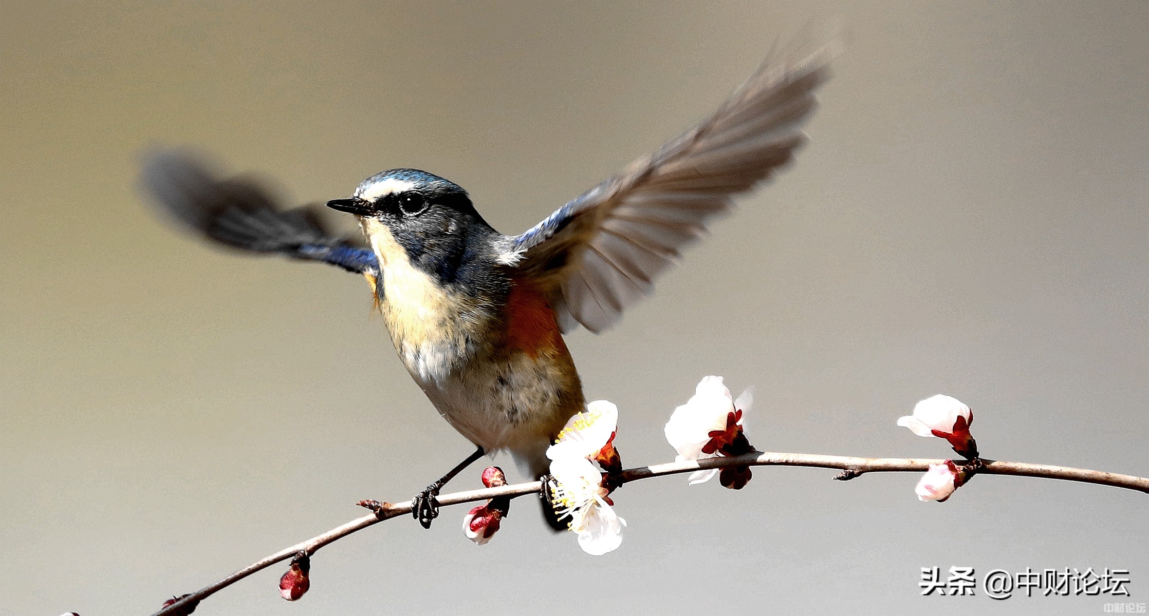 燕子日子,看燕子的图片