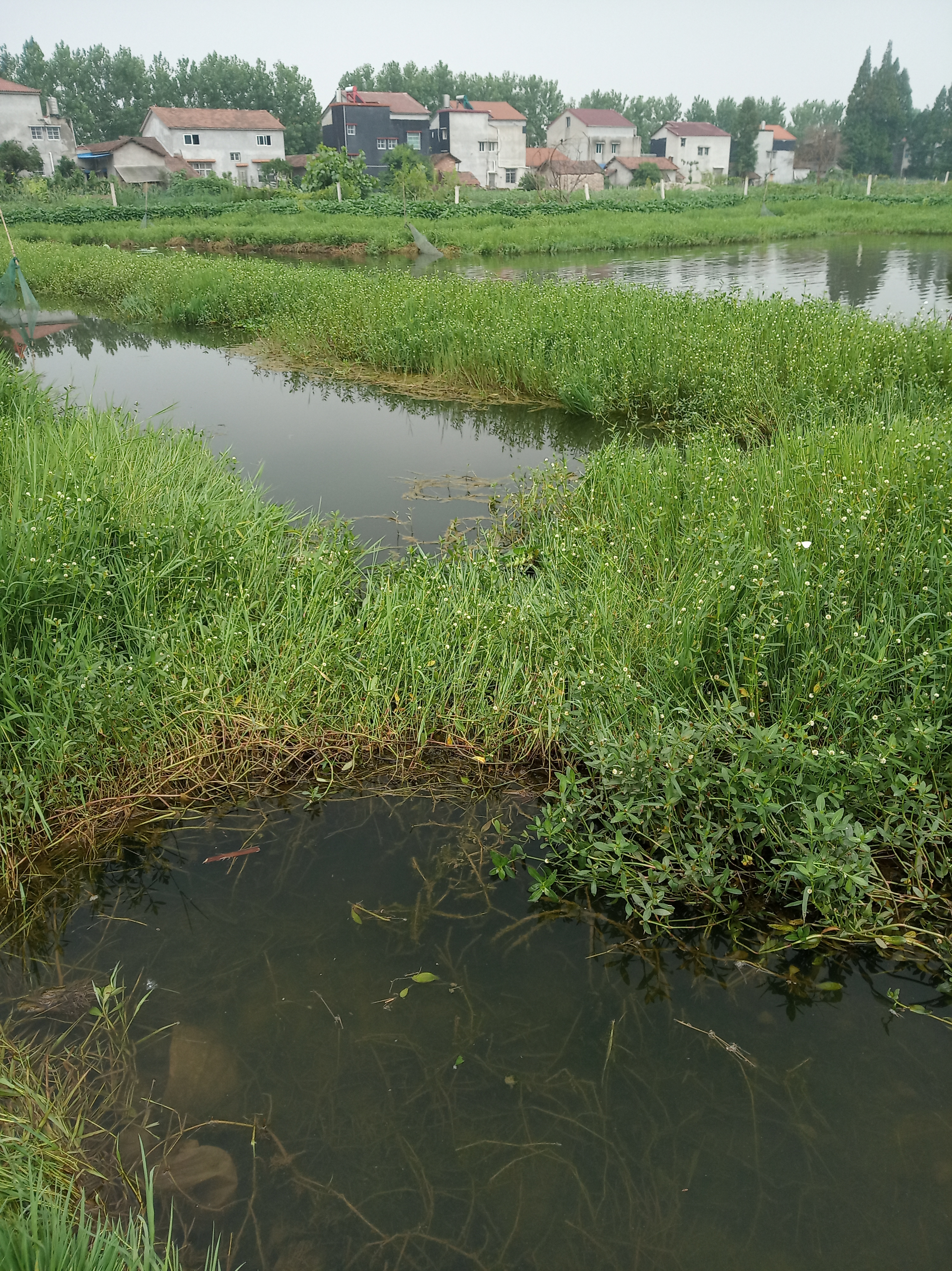 小龙虾和泥鳅能混养吗,网箱养鳝鱼可以套养小龙虾吗