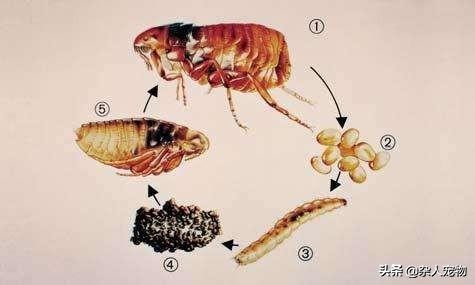花露水可以驱猫猫身上的跳蚤吗,用什么给猫猫洗澡可以去掉跳蚤