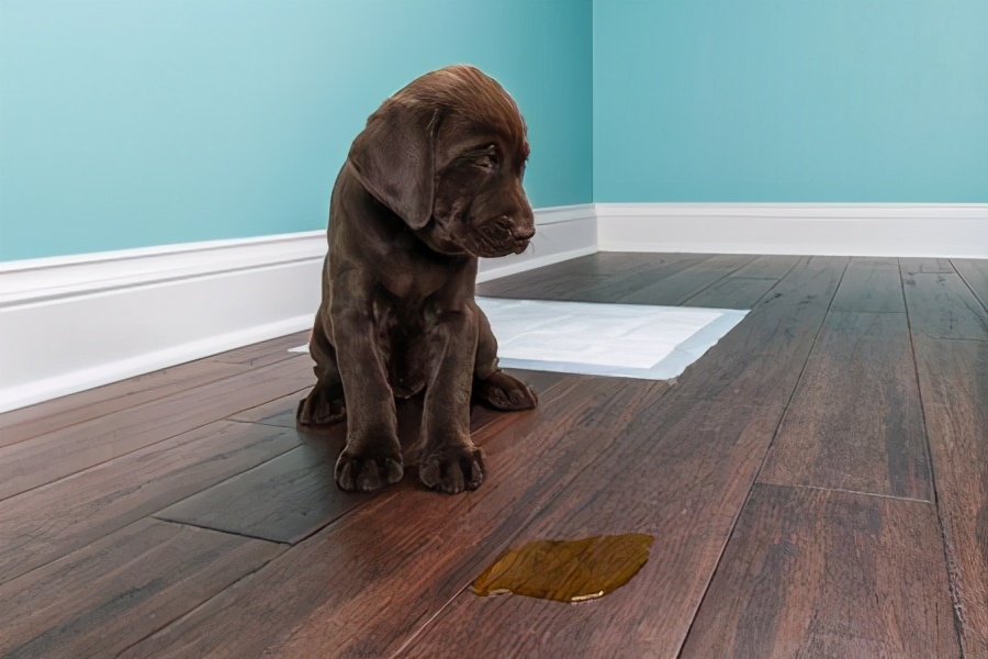 如何训练狗狗去厕所排便视频,怎么训练两个月大的狗狗大小便