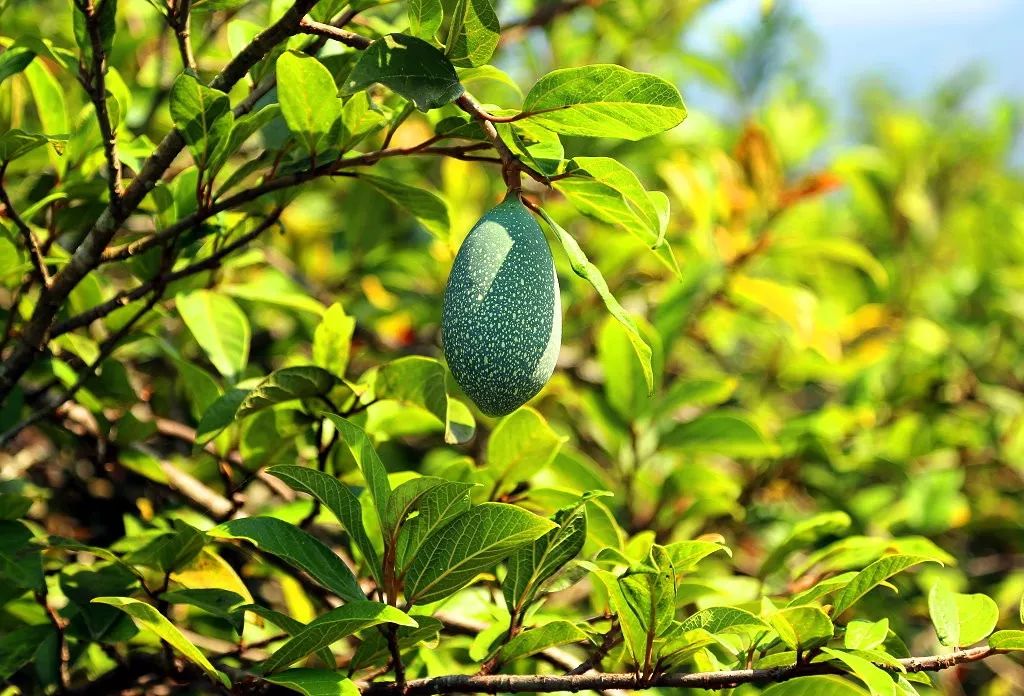 天然去雕饰的《水果传》,给你一场抵挡不住的水果饕餮