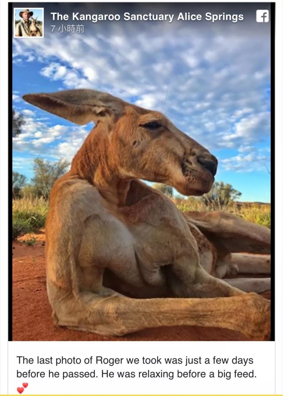 澳洲网红袋鼠去世,网红袋鼠离世