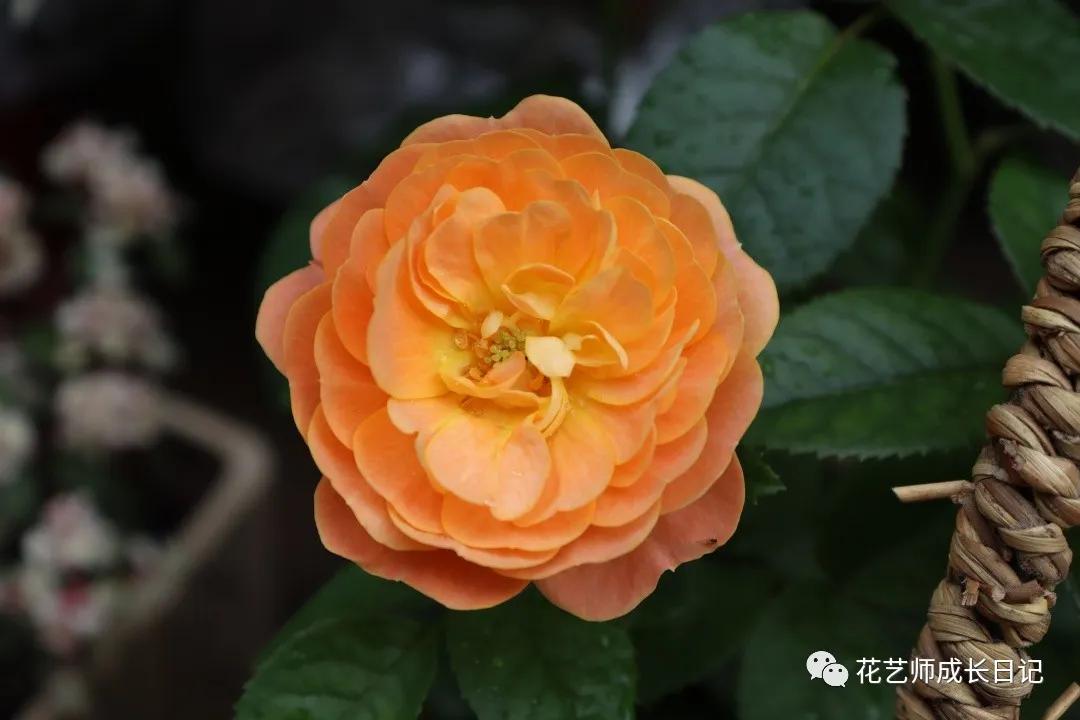 <html>
<head><title>502BadGateway</title></head>
<body>
<center><h1>502BadGateway</h1></center>
<hr><center>nginx</center>
</body>
</html>
<!--apaddingtodisableMSIEandChromefriendlyerrorpage-->
<!--apaddingtodisableMSIEandChromefriendlyerrorpage-->
<!--apaddingtodisableMSIEandChromefriendlyerrorpage-->
<!--apaddingtodisableMSIEandChromefriendlyerrorpage-->
<!--apaddingtodisableMSIEandChromefriendlyerrorpage-->
<!--apaddingtodisableMSIEandChromefriendlyerrorpage-->
